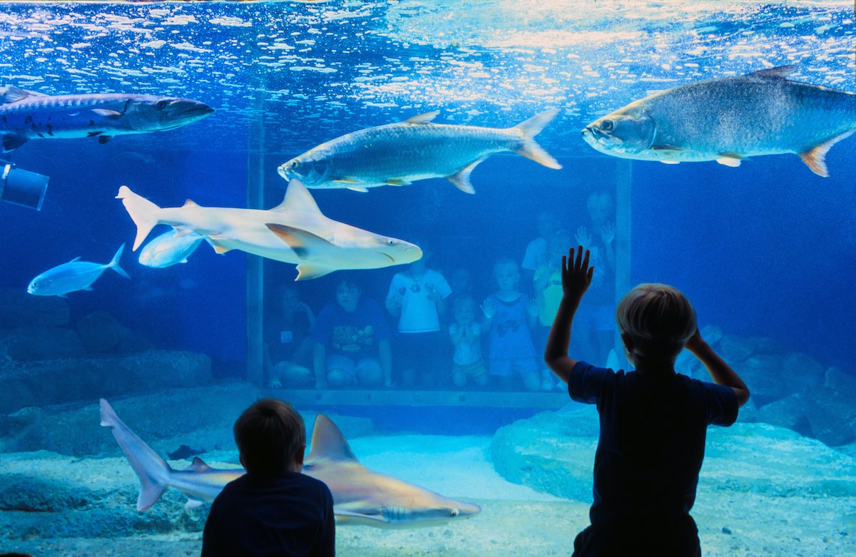 The 14 Biggest Aquariums in the United States
