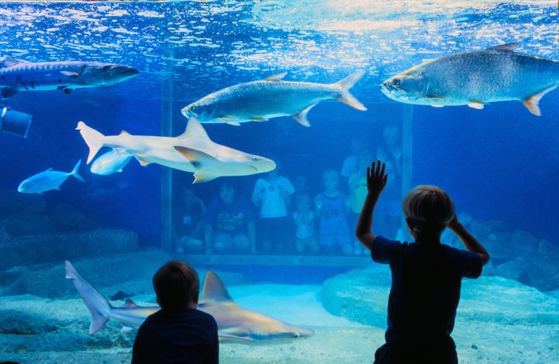 Asser ulykke licens The 14 Biggest Aquariums in the United States