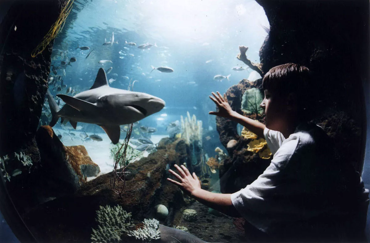 The 14 Biggest Aquariums in the United States