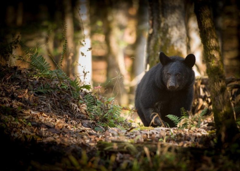 22. Great Smoky Mountains