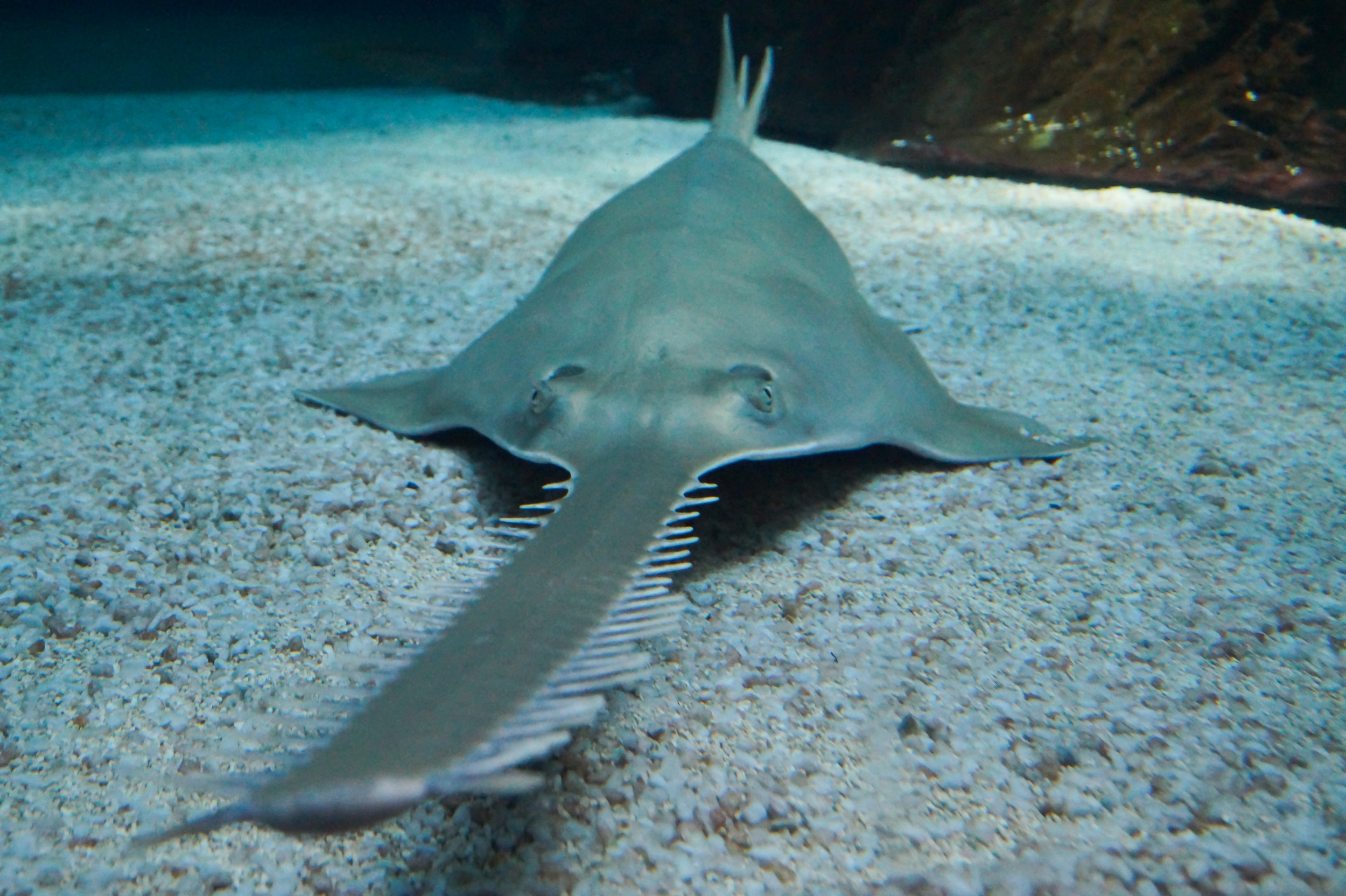Endangered Sawfish Found With Rope Tied Around its Nose in Rare Encounter