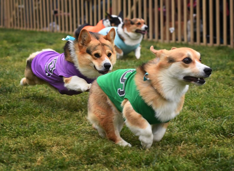 The corgi race brought delight to viewers