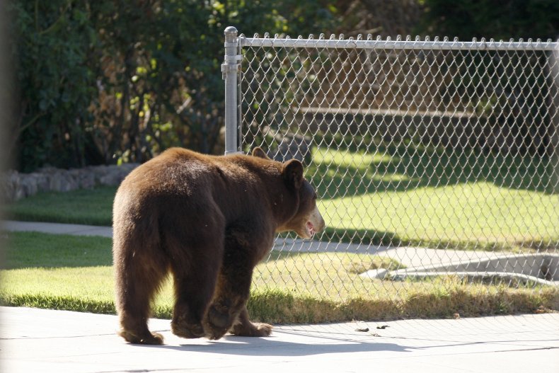 Black Bear in Neighborhood