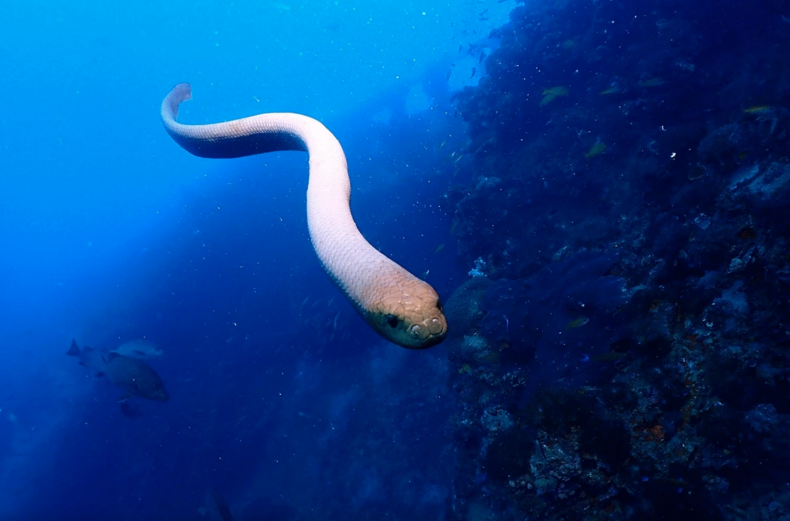 Sea Snake