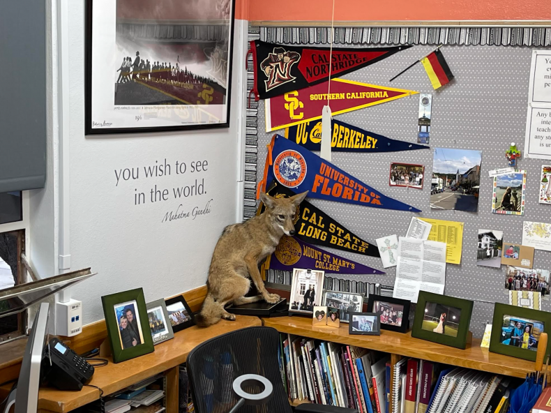 Coyote in Classroom