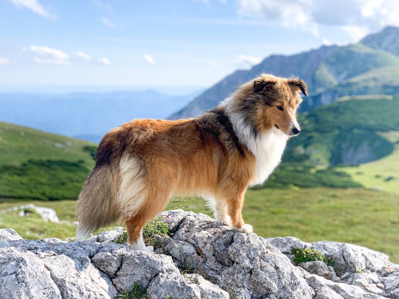 Dog on mountain