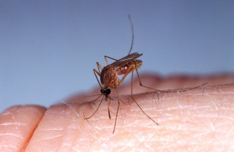 A mosquito fly on a persona's finger