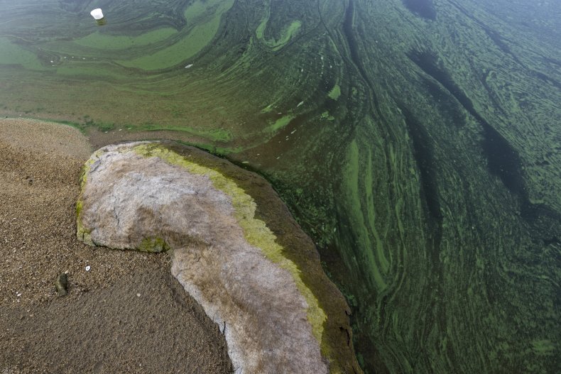 Algae Bloom