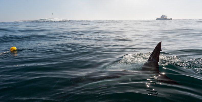 great white shark fin 