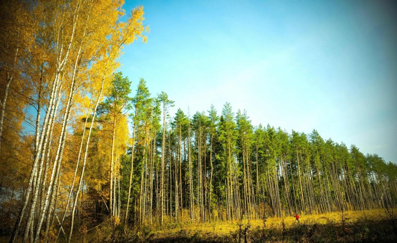 Forest Outside Moscow