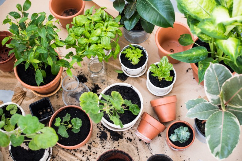 Houseplants seen on a balcony.