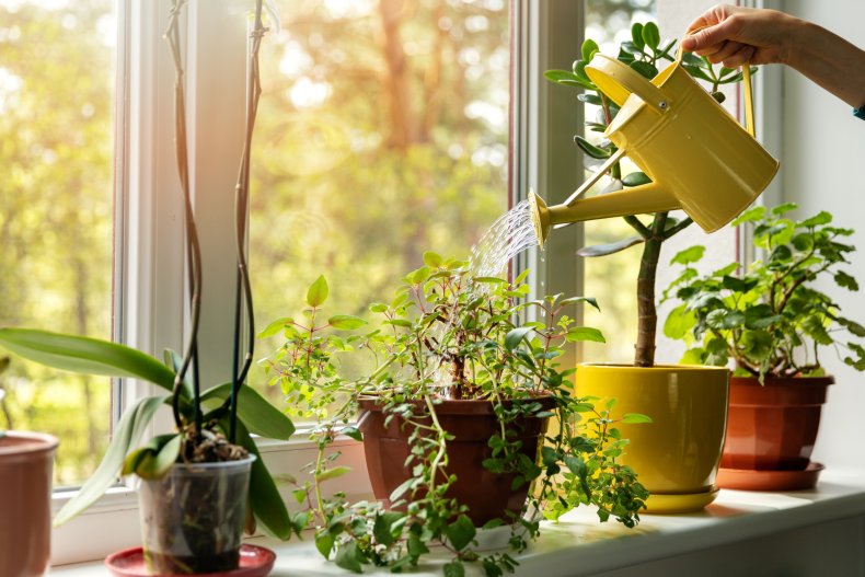 Plants by a window.