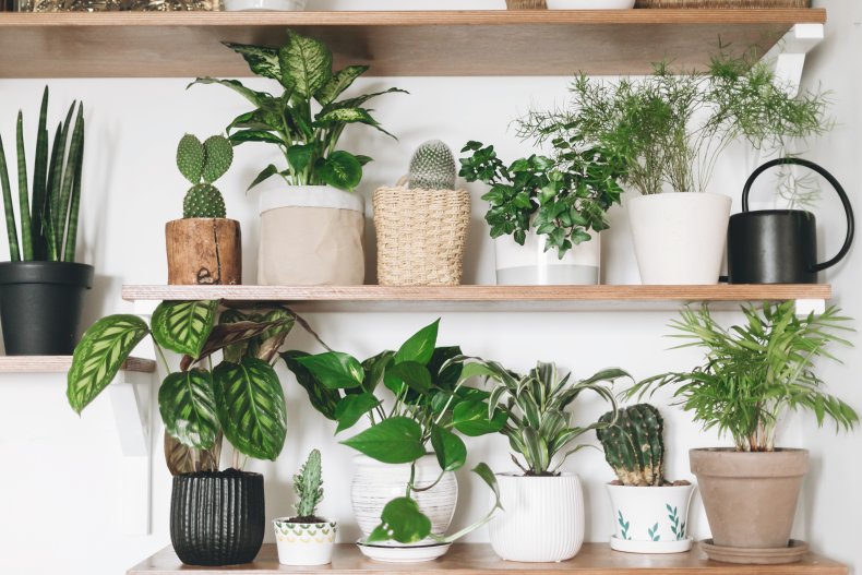 Plants on a shelf. 