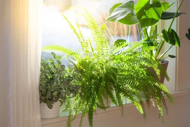 Sunlight over several plants by a window. 