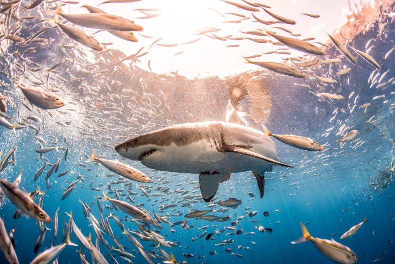 A great white shark in Guadalupe Island.