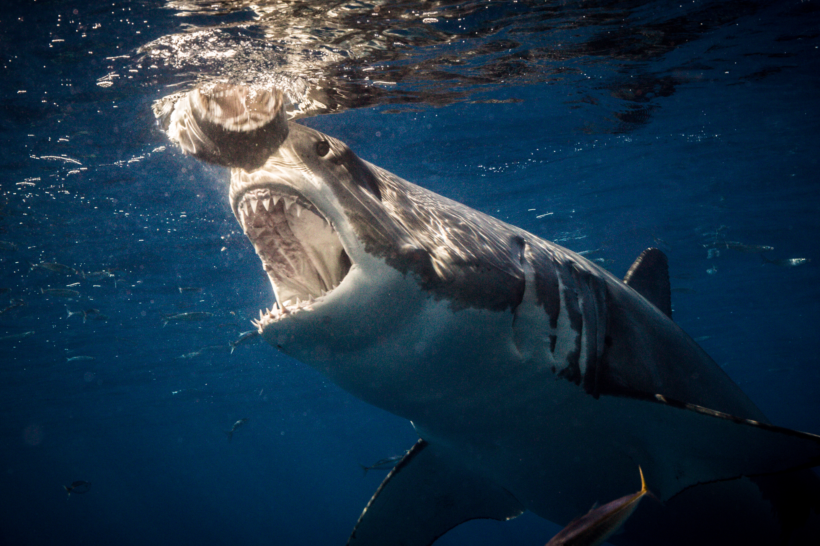 The Tiger Shark  Deadly Marine Life