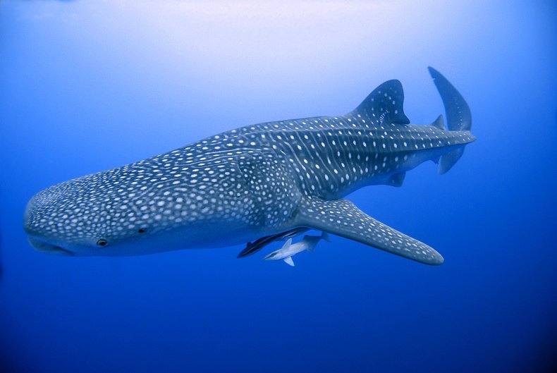 A whale shark in Egypt.