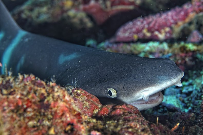 A whitetip shark on coral reef.