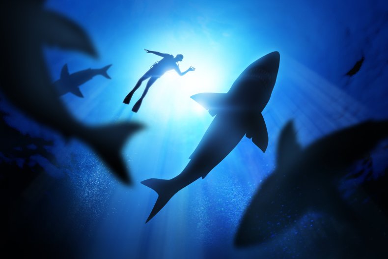 A diver near a great white shark.