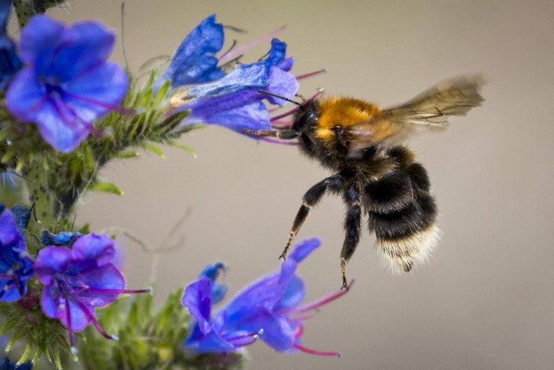 Bumblebee Flower
