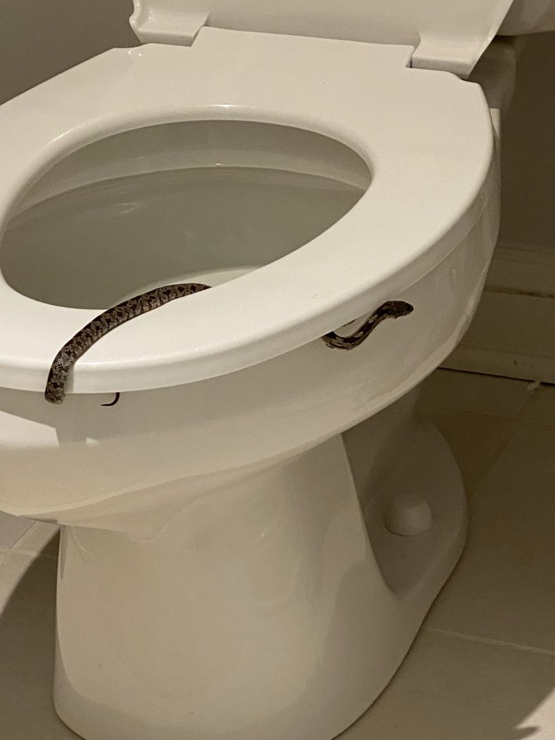 The snake in Medge Owen's toilet.