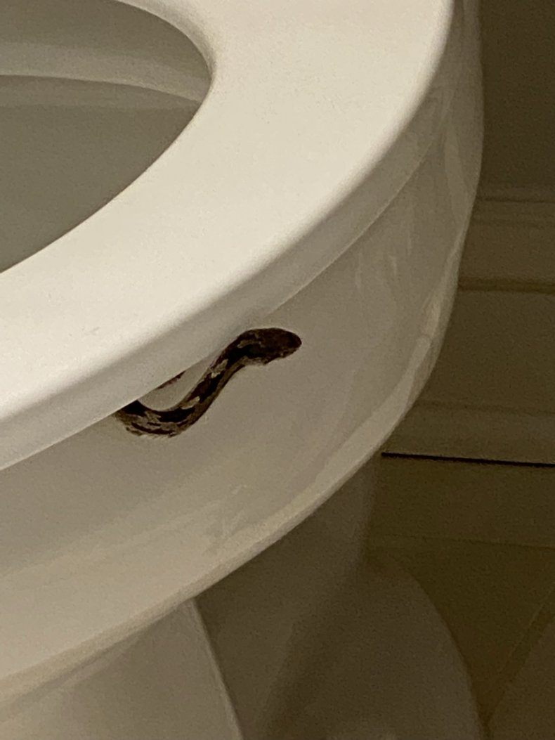 The snake in Medge Owen's toilet.