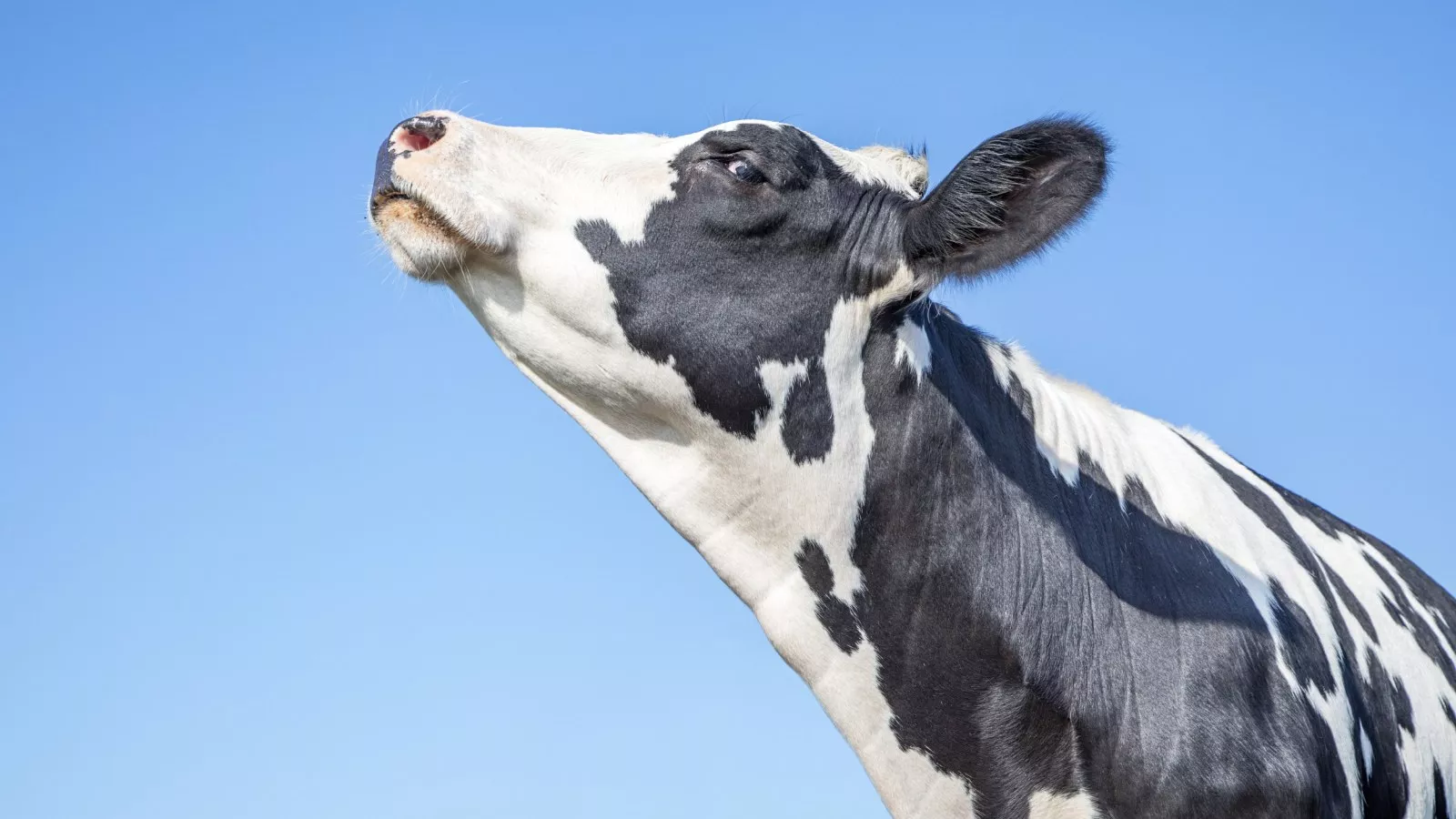 Livestock Cattle Romen Deflation Stomach Exhaust Needle Air Bleed Degassing 