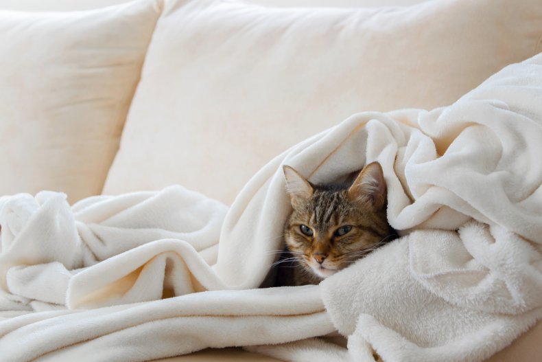 Cat under blanket