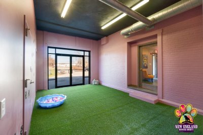 Hotel For Homeless Dogs Play area Hotel For Homeless Dogs Play area