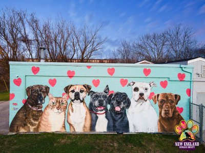 Hotel For Homeless Dogs Hotel For Homeless Dogs
