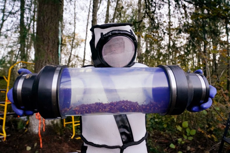 Apiarist Murder Hornets