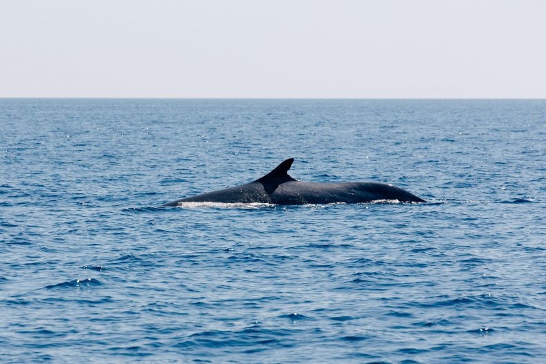 Fin whale in sea