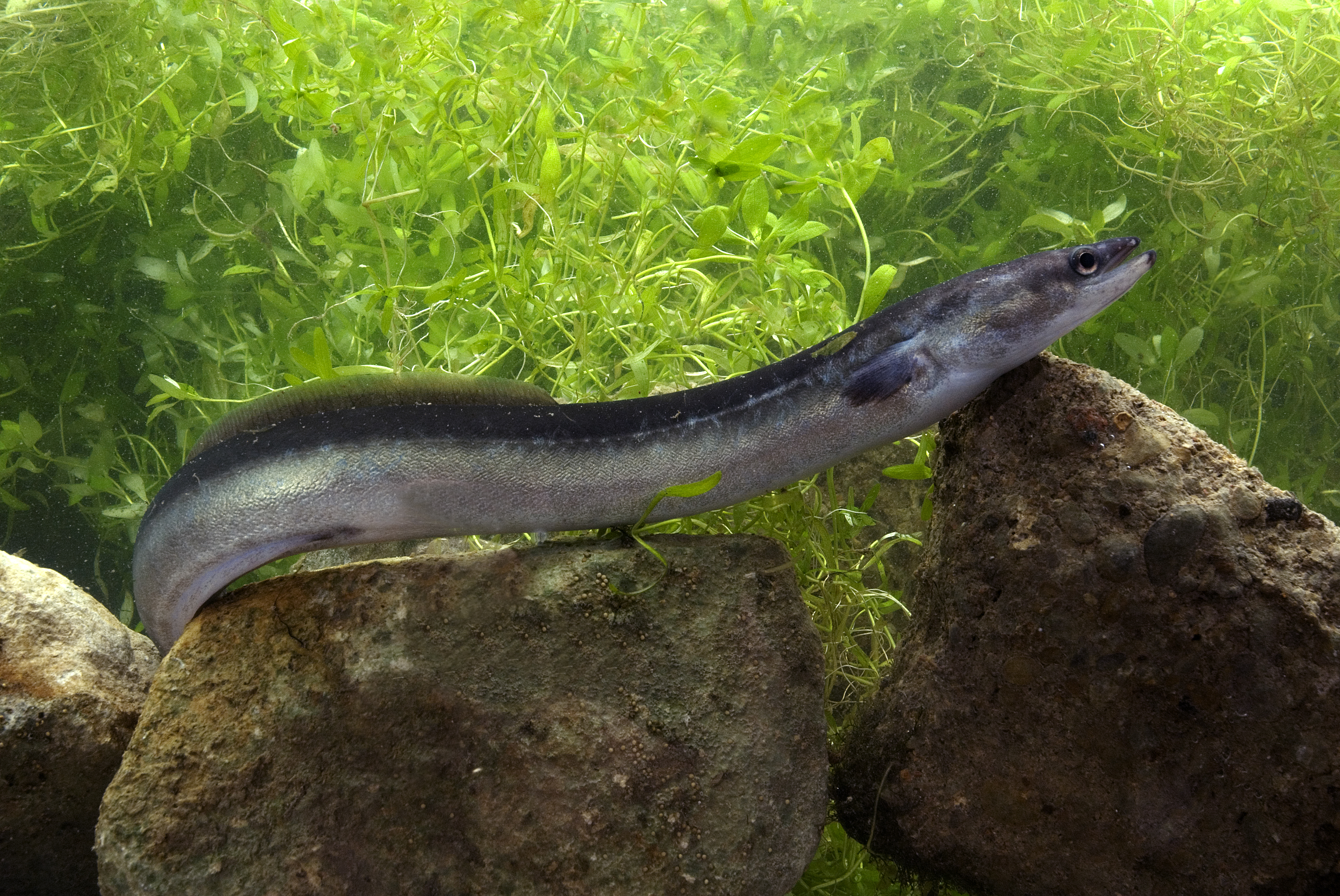 Fact Check: Nobody Knows How Eels Reproduce