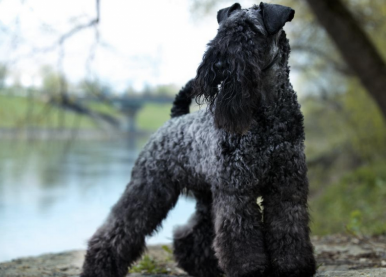 Answer #3: What is a terrier?