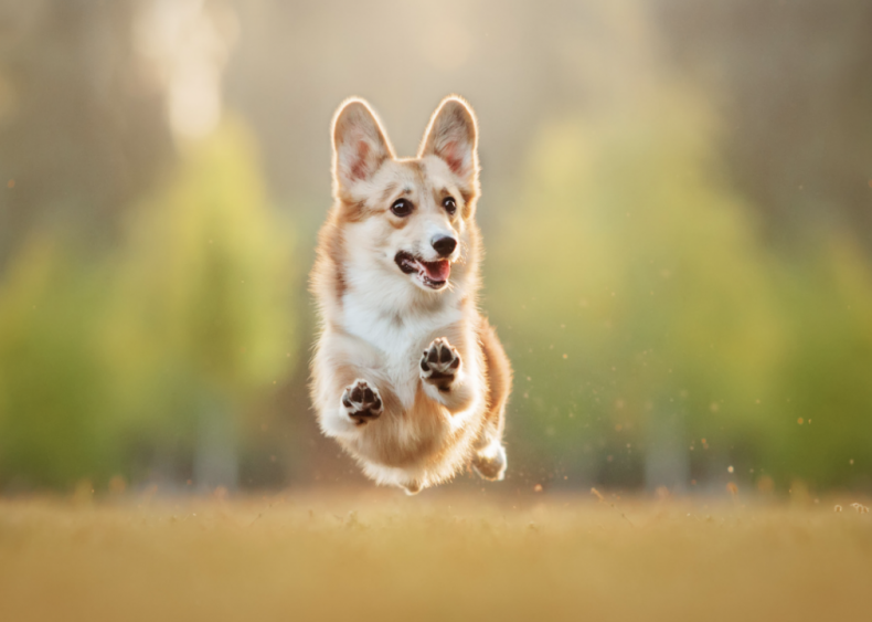 Answer #8: What is the corgi?