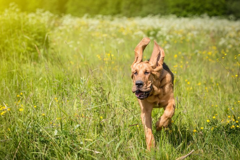 Bloodhound