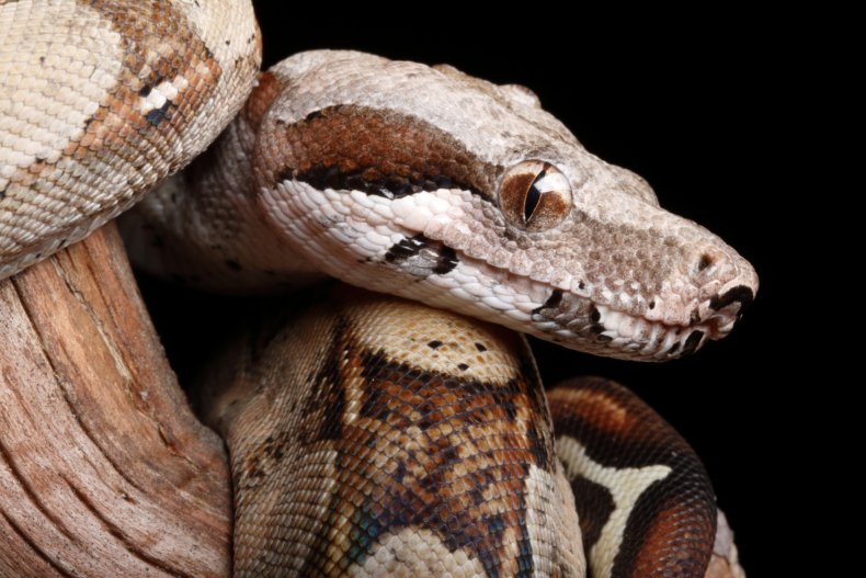 a Colombian red tail boa