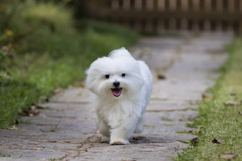 Maltese