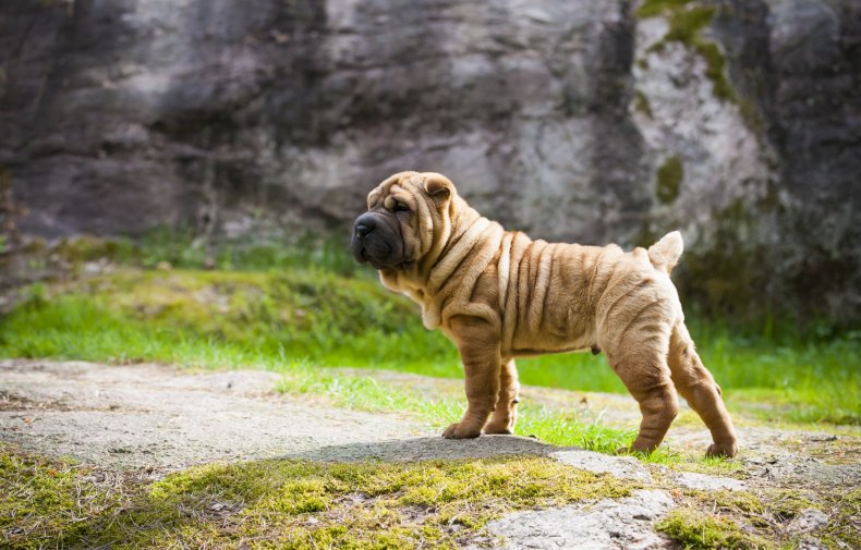 Shar Pei