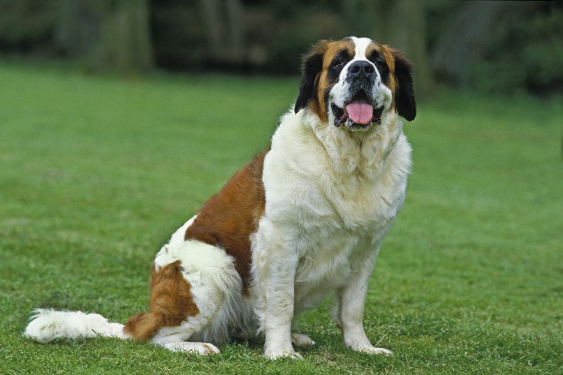 St. Bernard
