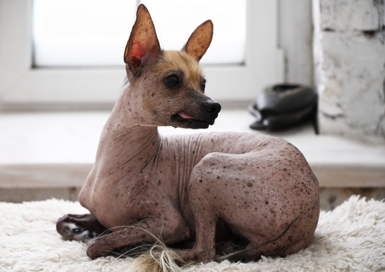 xoloitzcuintli