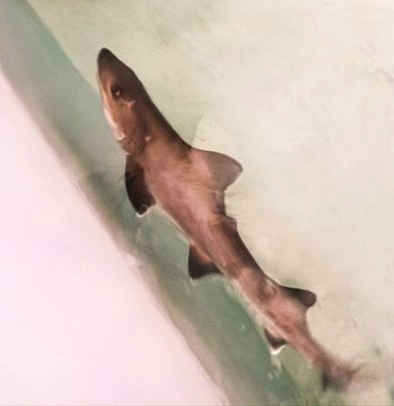 Miracle shark