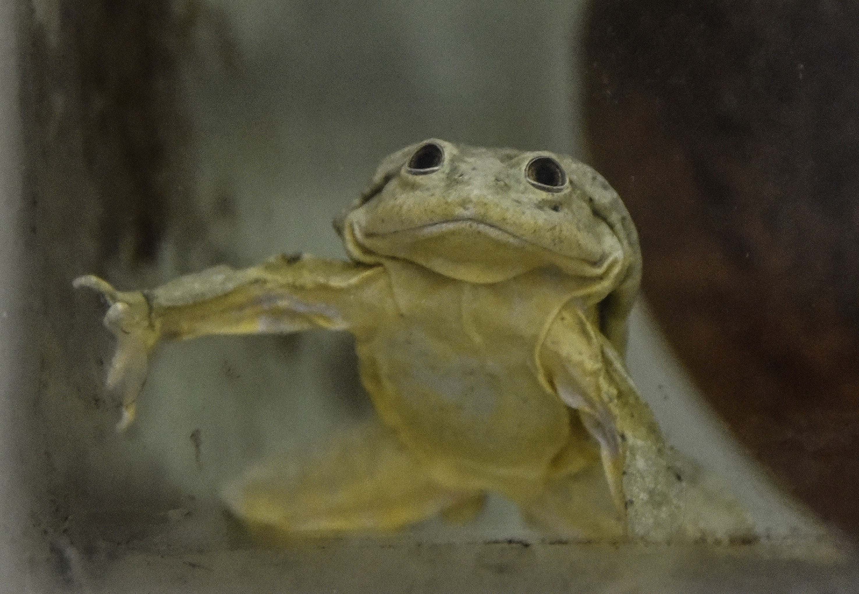 Endangered Scrotum Frogs Go on Display at Zoo in Conservation Effort