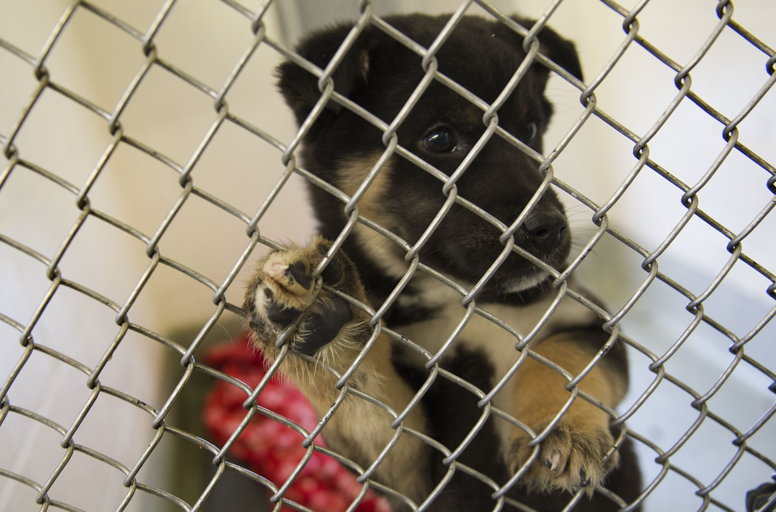 Hundreds of Rescue Animals Evacuated from Louisiana, Mississippi Amid Ida Destruction