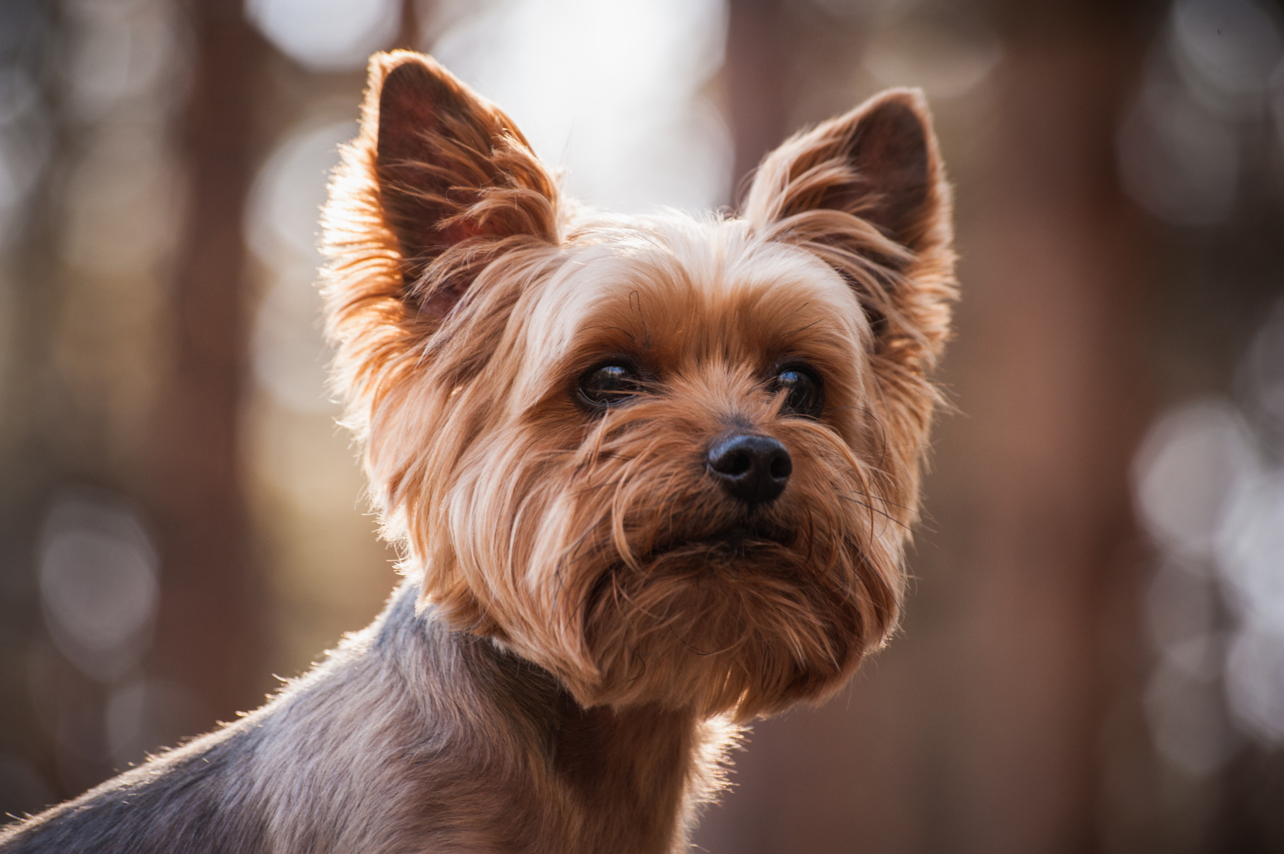 Dog breeds that hot sale smell the least