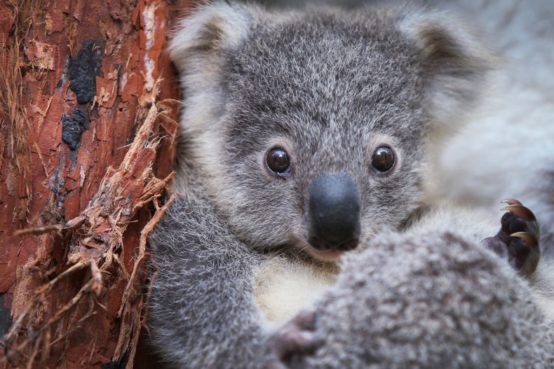 Koala joey Humphrey sits
