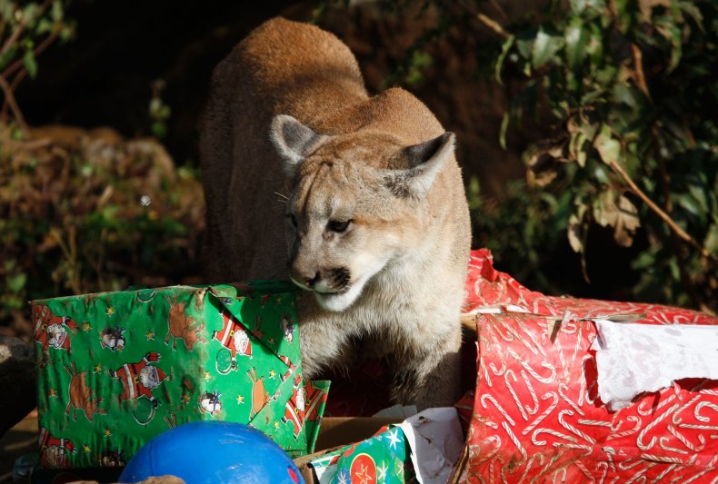 Cougar