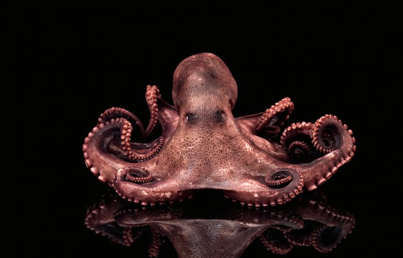 Female octopuses throw silt at unwanted mates