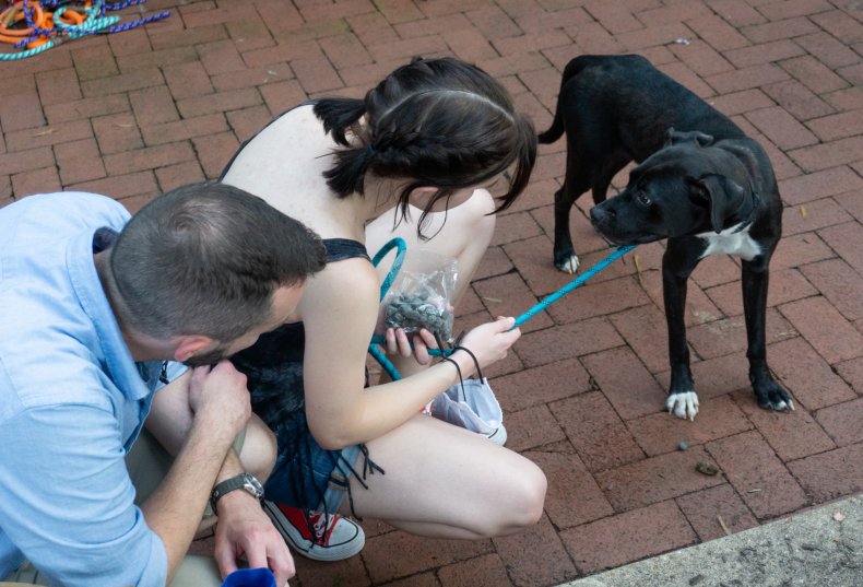 Pets Displaced by Hurricane