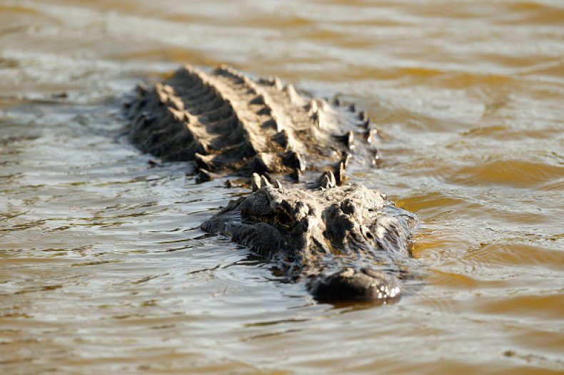 Louisiana Alligator
